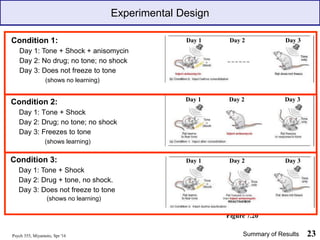 Experimental Design
Psych 355, Miyamoto, Spr '16 23
Summary of Results
Day 1 Day 2 Day 3
Day 1 Day 2 Day 3
Day 1 Day 2 Day 3
Figure 7.20
Condition 2:
Day 1: Tone + Shock
Day 2: Drug; no tone; no shock
Day 3: Freezes to tone
(shows learning)
Condition 1:
Day 1: Tone + Shock + anisomycin
Day 2: No drug; no tone; no shock
Day 3: Does not freeze to tone
(shows no learning)
Condition 3:
Day 1: Tone + Shock
Day 2: Drug + tone, no shock.
Day 3: Does not freeze to tone
(shows no learning)
 