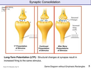 Goldstein (2014),
Figure 7.14,
p. 194
Synaptic Consolidation
Psych 355, Miyamoto, Spr '16 5
Long-Term Potentiation (LTP): Structural changes at synapse result in
increased firing to the same stimulus.
Same Diagram without Emphasis Rectangles
1st Presentation
of Stimulus
Continued
Presentation
of Stimulus
After Many
Presentations
of Stimulus
Structural
Changes
Increased
firing
(LTP)
 