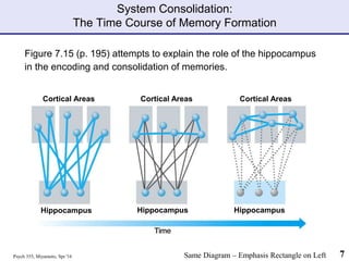 Psych 355, Miyamoto, Spr '16 7
System Consolidation:
The Time Course of Memory Formation
Figure 7.15 (p. 195) attempts to explain the role of the hippocampus
in the encoding and consolidation of memories.
Same Diagram – Emphasis Rectangle on Left
Hippocampus
Cortical Areas
Cortical Areas Cortical Areas
Hippocampus Hippocampus
Hippocampus
 