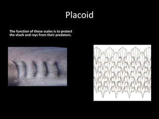 Placoid
The function of these scales is to protect
the shark and rays from their predators.
 