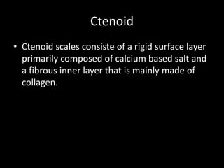Ctenoid
• Ctenoid scales consiste of a rigid surface layer
primarily composed of calcium based salt and
a fibrous inner layer that is mainly made of
collagen.
 