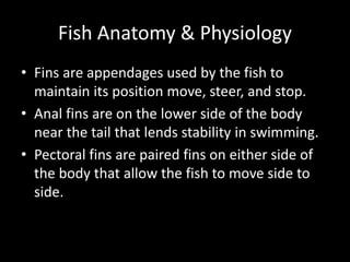 Fish Anatomy & Physiology
• Fins are appendages used by the fish to
maintain its position move, steer, and stop.
• Anal fins are on the lower side of the body
near the tail that lends stability in swimming.
• Pectoral fins are paired fins on either side of
the body that allow the fish to move side to
side.
 