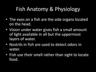 Fish Anatomy & Physiology
• The eyes on a fish are the side organs located
on the head.
• Vision under water gives fish a small amount
of light available in all but the uppermost
layers of water.
• Nostrils in fish are used to detect odors in
water.
• Fish use their smell rather than sight to locate
food.
 