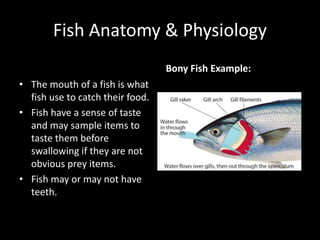 Fish Anatomy & Physiology
• The mouth of a fish is what
fish use to catch their food.
• Fish have a sense of taste
and may sample items to
taste them before
swallowing if they are not
obvious prey items.
• Fish may or may not have
teeth.
Bony Fish Example:
 