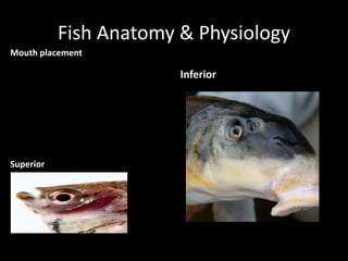Fish Anatomy & Physiology
Mouth placement
Superior
Inferior
 