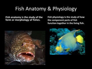 Fish Anatomy & Physiology
Fish anatomy is the study of the
form or morphology of fishes.
Fish physiology is the study of how
the component parts of fish
function together in the living fish.
 