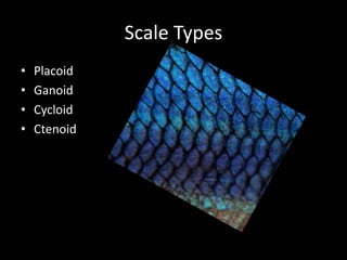 Scale Types
• Placoid
• Ganoid
• Cycloid
• Ctenoid
 