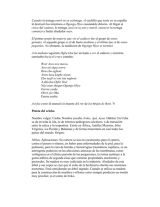 Cuando la tortuga entró en su estómago, el cuchillo que tenía en su espalda
le destrozó los intestinos a Ogongo Hiyo causándole dolores. Al llegar al
cruce del camino, la tortuga cayó en su ano y murió, entonces la tortuga
comenzó a bailar alrededor suyo.
El primer grupo de mujeres que vio el cadáver fue el grupo de senos
grandes. el segundo grupo es el de busto mediano y el último fue el de senos
pequeños. No obstante, la maldición de Ogongo Hiyo se terminó.
A la mañana siguiente Ogbe Osá fue invitado a ver el cadáver y mientras
caminaba hacia el cruce cantaba:
Wori Awo wee mawo.
Awo ati okpa orere.
Riru ebo agbeni.
Ariru kesu kiighe niyan.
Ebo taafi wi oni titu nigbeni.
A difa fun Ogbe Osá,
Nijo toun shegun Ogongo Hiyo
Eerere yeuke.
Olori eye Oku.
Eerere yeuke.
Así fue como él anunció la muerte del rey de los brujos de Beni. '0
Planta del oricha
Nombre vulgar: Caoba. Nombre yorubá: Iroko, Apá, Ayan. Hábitat: En Cuba
se da en toda la isla, es de terrenos pedregosos calcáreos, o de transición
entre la caliza y la serpentina. Existe en África, Antillas Mayores, Islas
Vírgenes, La Florida y Bahamas y de forma minoritaria en casi todos los
países del mundo. Origen:
África. Aplicaciones: Su corteza se usa en cocimientos para el catarro,
contra el pasmo o tétanos, en baños para enfermedades de la piel, para la
pulmonía, para la cura de heridas y hemorragias traumáticas capilares, es un
astringente poderoso en las afecciones atónocas de las membranas, como
verbigracia en el último período de las purgaciones, la resina sustituye a la
goma arábica de segunda clase que contiene propiedades emolientes y
pectorales. Su madera es muy codiciada en la industria. Alrededor de este
árbol y sus copos se cree que el culto de la hechicería efectúa sus reuniones
nocturnas. Está considerado un árbol sagrado. Cuando se utiliza su madera
para la construcción de muebles o sillones estos siempre producen un sonido
muy peculiar; es el canto de Iroko.

 