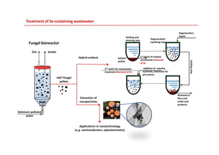 Treatment of Se‐containing wastewater
F n al bioreactor
Settling and 
draining step
Regeneration
liquid
Regeneration
/washing step
Body
Fungal bioreactor
OutletGas
Hybrid sorbent 1st batch of treated
wastewater Removal
Settled
/washing step
Nucleus
nSe0 fungal
wastewater‐Removal
of Se
Addition of  mycelia, 
nutrients, chemicals for
pH control
pellets
Settlingstep
2nd batch for wastewater
treatment‐Removal of Zn
nSe0‐fungal 
pellets
Removal of
Selenium polluted
Extraction of 
nanoparticles
Removal of 
flocs and 
acidic end‐
products
Selenium polluted
water
Applications in nanotechnology
(e g semiconductors optoelectronics)(e.g. semiconductors, optoelectronics)
 