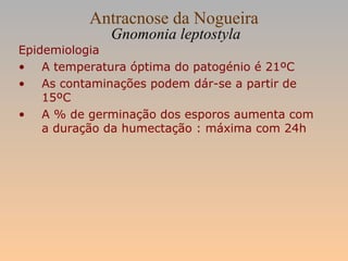 Antracnose da Nogueira
Gnomonia leptostyla
Epidemiologia
• A temperatura óptima do patogénio é 21ºC
• As contaminações podem dár-se a partir de
15ºC
• A % de germinação dos esporos aumenta com
a duração da humectação : máxima com 24h
 