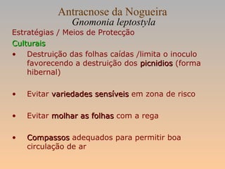 Antracnose da Nogueira
Gnomonia leptostyla
Estratégias / Meios de Protecção
CulturaisCulturais
• Destruição das folhas caídas /limita o inoculo
favorecendo a destruição dos picnidiospicnidios (forma
hibernal)
• Evitar variedades sensíveisvariedades sensíveis em zona de risco
• Evitar molhar as folhasmolhar as folhas com a rega
• CompassosCompassos adequados para permitir boa
circulação de ar
 