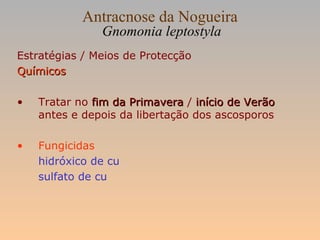 Antracnose da Nogueira
Gnomonia leptostyla
Estratégias / Meios de Protecção
QuímicosQuímicos
• Tratar no fim da Primaverafim da Primavera / início de Verãoinício de Verão
antes e depois da libertação dos ascosporos
• Fungicidas
hidróxico de cu
sulfato de cu
 