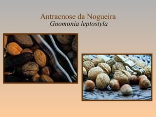 Antracnose da Nogueira
Gnomonia leptostyla
 