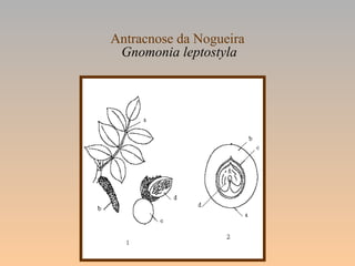 Antracnose da Nogueira
Gnomonia leptostyla
 