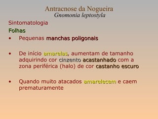 Antracnose da Nogueira
Gnomonia leptostyla
Sintomatologia
FolhasFolhas
• Pequenas manchas poligonaismanchas poligonais
• De início amarelasamarelas, aumentam de tamanho
adquirindo cor cinzentocinzento acastanhadoacastanhado com a
zona periférica (halo) de cor castanho escurocastanho escuro
• Quando muito atacados amarelecemamarelecem e caem
prematuramente
 