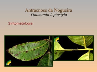 Antracnose da Nogueira
Gnomonia leptostyla
Sintomatologia
 
