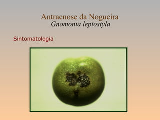 Antracnose da Nogueira
Gnomonia leptostyla
Sintomatologia
 