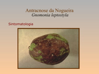 Antracnose da Nogueira
Gnomonia leptostyla
Sintomatologia
 