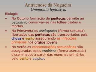Antracnose da Nogueira
Gnomonia leptostyla
Biologia
• No Outono formação de peritecasperitecas permite ao
patogéniopatogénio conservar-se nas folhas caídas e
mortas
• Na Primavera os ascósporosascósporos (forma sexuada)
libertados das peritecasperitecas são transportados pela
chuvachuva e ventovento assegurando as infecções
primárias nos orgãos jovensorgãos jovens
• No Verão as contaminações secundárias são
asseguradas pelos conídeosconídeos (forma asexuada)
disseminados a partir das manchas primárias,
pelo ventovento e salpicossalpicos
 