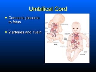 Umbilical Cord <ul><li>Connects placenta to fetus </li></ul><ul><li>2 arteries and 1vein </li></ul>.   