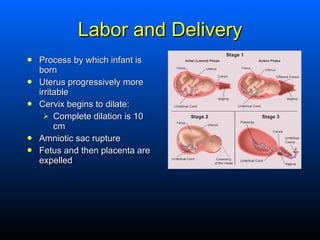 Labor and Delivery <ul><li>Process by which infant is born </li></ul><ul><li>Uterus progressively more irritable </li></ul...