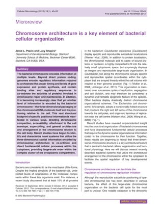 Microreview
Chromosome architecture is a key element of bacterial
cellular organization
Jerod L. Ptacin and Lucy Shapiro*
Department of Developmental Biology, Stanford
University School of Medicine, Beckman Center B300,
Stanford, CA 94305, USA.
Summary
The bacterial chromosome encodes information at
multiple levels. Beyond direct protein coding,
genomes encode regulatory information required
to orchestrate the proper timing and levels of gene
expression and protein synthesis, and contain
binding sites and regulatory sequences to
co-ordinate the activities of proteins involved in
chromosome repair and maintenance. In addition,
it is becoming increasingly clear that yet another
level of information is encoded by the bacterial
chromosome – the three-dimensional packaging of
the chromosomal DNA molecule itself and its posi-
tioning relative to the cell. This vast structural
blueprint of speciﬁc positional information is mani-
fested in various ways, directing chromosome
compaction, accessibility, attachment to the cell
envelope, supercoiling, and general architecture
and arrangement of the chromosome relative to
the cell body. Recent studies have begun to iden-
tify and characterize novel systems that utilize the
three-dimensional spatial information encoded by
chromosomal architecture to co-ordinate and
direct fundamental cellular processes within the
cytoplasm, providing large-scale order within the
complex clutter of the cytoplasmic compartment.
Introduction
Bacteria are considered to be the most basal of life forms.
Despite the implied simplicity of the bacterial cell, unex-
pected levels of organization of the molecular compo-
nents within these tiny organisms exist. For instance, a
recent study discovered that at least 10% of all proteins
in the bacterium Caulobacter crescentus (Caulobacter)
display speciﬁc and reproducible subcellular localizations
(Werner et al., 2009). In addition to protein localization,
the chromosomal molecule and its cadre of bound pro-
teins, or nucleoid, is highly compacted to ﬁt into the rela-
tively small cytoplasmic space, but surprisingly displays
an elegant and reproducible large-scale organization. In
Caulobacter, loci along the chromosome occupy speciﬁc
and reproducible spatial co-ordinates within the cyto-
plasm that are arrayed linearly within the cell volume with
respect to their genomic position (Fig. 1) (Viollier et al.,
2004; Umbarger et al., 2011). This organization is main-
tained over successive cycles of replication, segregation
and cell division, and may therefore be considered a
dynamic and heritable epigenetic feature of the species.
Other bacteria display drastically distinct chromosome
organizational schemes. The Escherichia coli chromo-
some, for example, adopts a transversally folded structure
that positions the right and left arms of the chromosome
towards the cell poles, and origin and terminus of replica-
tion near the cell centre (Nielsen et al., 2006; Wang et al.,
2006) (Fig. 1).
Recent studies have revealed unprecedented insight
into the structural organization of bacterial chromosomes
and have characterized fundamental cellular processes
that require the dynamic spatial organizational information
coded in the chromosome for their function. Together,
these results are beginning to reveal that three-dimen-
sional chromosome structure is a key architectural feature
that is central to bacterial cellular organization and func-
tional physiology. Here we will discuss several recently
described bacterial systems that utilize the architectural
arrangement of the chromosome within the cytoplasm to
facilitate the spatial regulation of key developmental
events.
Chromosome architecture can facilitate the
regulation of chromosome replication initiation
Although the reproducible subcellular positioning of spe-
ciﬁc chromosomal loci has been described in various
bacteria, the effect of this large-scale chromosomal
organization on the bacterial cell cycle for the most
part is unclear. One notable exception is the dimorphic
Received 14 September, 2012; revised 5 October, 2012; accepted 9
October, 2012. *For correspondence. E-mail shapiro@stanford.edu;
Tel. (+1) 650 725 7657; Fax (+1) 650 725 7739.
Cellular Microbiology (2013) 15(1), 45–52 doi:10.1111/cmi.12049
First published online 20 November 2012
© 2012 Blackwell Publishing Ltd
cellular microbiology
 