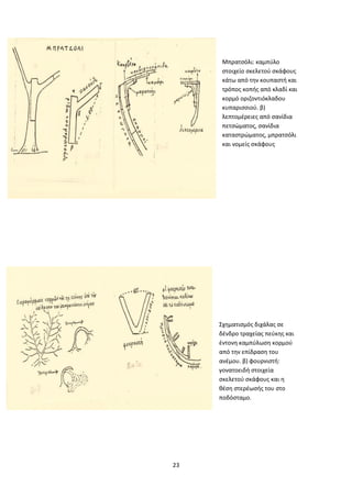 23
Μπρατσόλι: καμπύλο
στοιχείο σκελετού σκάφους
κάτω από την κουπαστή και
τρόπος κοπής από κλαδί και
κορμό οριζοντιόκλαδου
κυπαρισσιού. β)
λεπτομέρειες από σανίδια
πετσώματος, σανίδια
καταστρώματος, μπρατσόλι
και νομείς σκάφους
Σχηματισμός διχάλας σε
δένδρο τραχείας πεύκης και
έντονη καμπύλωση κορμού
από την επίδραση του
ανέμου. β) φουρνιστή:
γονατοειδή στοιχεία
σκελετού σκάφους και η
θέση στερέωσής του στο
ποδόσταμο.
 