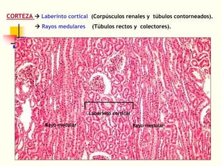 12a Clase Aparato Urinario.pdf