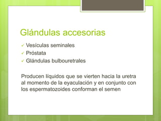 Glándulas accesorias
 Vesículas seminales
 Próstata
 Glándulas bulbouretrales
Producen líquidos que se vierten hacia la uretra
al momento de la eyaculación y en conjunto con
los espermatozoides conforman el semen
 