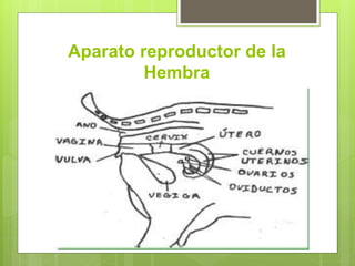 Aparato reproductor de la
Hembra
 