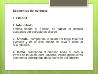 Segmentos del oviducto
1. Fimbria
2. Infundíbulo
ambos tienen la función de captar al ovocito
ayudados por estructuras ciliares
3. Ámpula.- comprende la mitad del largo total del
oviducto y es el sitio donde se lleva a cabo la
fecundación.
4. Istmo.- transporta el embrión hacia el útero a
través de la unión útero-tubárica. Posee glandulares
secretoras encargadas de la nutrición del embrión
 