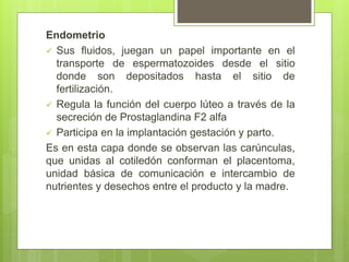 Endometrio
 Sus fluidos, juegan un papel importante en el
transporte de espermatozoides desde el sitio
donde son depositados hasta el sitio de
fertilización.
 Regula la función del cuerpo lúteo a través de la
secreción de Prostaglandina F2 alfa
 Participa en la implantación gestación y parto.
Es en esta capa donde se observan las carúnculas,
que unidas al cotiledón conforman el placentoma,
unidad básica de comunicación e intercambio de
nutrientes y desechos entre el producto y la madre.
 