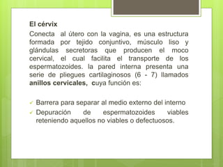El cérvix
Conecta al útero con la vagina, es una estructura
formada por tejido conjuntivo, músculo liso y
glándulas secretoras que producen el moco
cervical, el cual facilita el transporte de los
espermatozoides. la pared interna presenta una
serie de pliegues cartilaginosos (6 - 7) llamados
anillos cervicales, cuya función es:
 Barrera para separar al medio externo del interno
 Depuración de espermatozoides viables
reteniendo aquellos no viables o defectuosos.
 