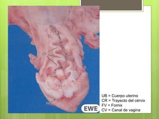 UB = Cuerpo uterino
CR = Trayecto del cérvix
FV = Fornix
CV = Canal de vagina
 
