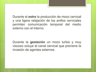 Durante el estro la producción de moco cervical
y una ligera relajación de los anillos cervicales
permiten comunicación temporal del medio
externo con el interno.
Durante la gestación un moco turbio y muy
viscoso ocluye el canal cervical que previene la
invasión de agentes externos.
 