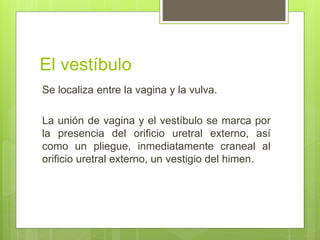 El vestíbulo
Se localiza entre la vagina y la vulva.
La unión de vagina y el vestíbulo se marca por
la presencia del orificio uretral externo, así
como un pliegue, inmediatamente craneal al
orificio uretral externo, un vestigio del himen.
 