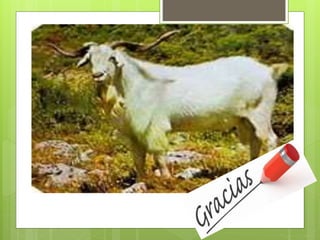 anatomia reproductiva caprina