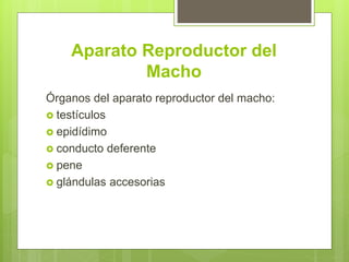 Aparato Reproductor del
Macho
Órganos del aparato reproductor del macho:
 testículos
 epidídimo
 conducto deferente
 pene
 glándulas accesorias
 