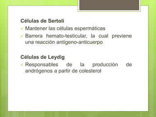 Células de Sertoli
 Mantener las células espermáticas
 Barrera hemato-testicular, la cual previene
una reacción antígeno-anticuerpo
Células de Leydig
 Responsables de la producción de
andrógenos a partir de colesterol
 