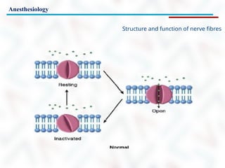 Anesthesiology
Structure and function of nerve fibres
 