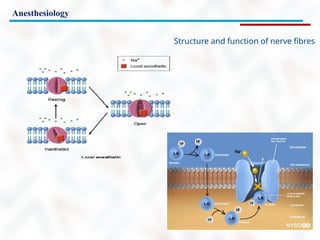 Anesthesiology
Structure and function of nerve fibres
 