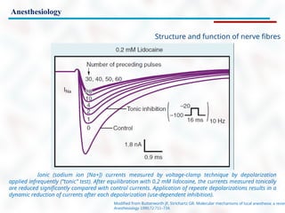Anesthesiology
Ionic (sodium ion [Na+]) currents measured by voltage-clamp technique by depolarization
applied infrequently (“tonic” test). After equilibration with 0.2 mM lidocaine, the currents measured tonically
are reduced significantly compared with control currents. Application of repeate depolarizations results in a
dynamic reduction of currents after each depolarization (use-dependent inhibition).
Modified from Butterworth JF, Strichartz GR. Molecular mechanisms of local anesthesia: a review
Anesthesiology 1990;72:711–734.
Structure and function of nerve fibres
 
