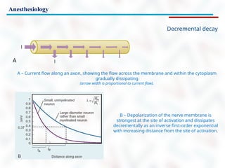 Anesthesiology
Decremental decay
A – Current flow along an axon, showing the flow across the membrane and within the cytoplasm
gradually dissipating
(arrow width is proportional to current flow).
B – Depolarization of the nerve membrane is
strongest at the site of activation and dissipates
decrementally as an inverse first-order exponential
with increasing distance from the site of activation.
 