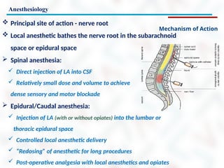 Anesthesiology
Mechanism of Action
 Principal site of action - nerve root
 Local anesthetic bathes the nerve root in the subarachnoid
space or epidural space
 Spinal anesthesia:
 Direct injection of LA into CSF
 Relatively small dose and volume to achieve
dense sensory and motor blockade
 Epidural/Caudal anesthesia:
 Injection of LA (with or without opiates) into the lumbar or
thoracic epidural space
 Controlled local anesthetic delivery
 “Redosing” of anesthetic for long procedures
 Post-operative analgesia with local anesthetics and opiates
 