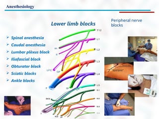 Anesthesiology
Peripheral nerve
blocks
Lower limb blocks
 Spinal anesthesia
 Caudal anesthesia
 Lumbar plexus block
 Iliofascial block
 Obturator block
 Sciatic blocks
 Ankle blocks
 