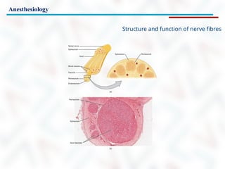 Anesthesiology
Structure and function of nerve fibres
 