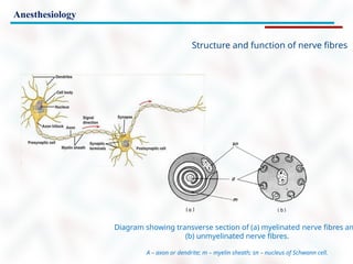 Anesthesiology
Structure and function of nerve fibres
Diagram showing transverse section of (a) myelinated nerve fibres an
(b) unmyelinated nerve fibres.
A – axon or dendrite; m – myelin sheath; sn – nucleus of Schwann cell.
 