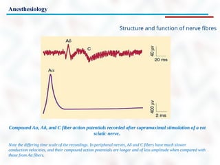Anesthesiology
Structure and function of nerve fibres
Compound Aα, Aδ, and C fiber action potentials recorded after supramaximal stimulation of a rat
sciatic nerve.
Note the differing time scale of the recordings. In peripheral nerves, Aδ and C fibers have much slower
conduction velocities, and their compound action potentials are longer and of less amplitude when compared with
those from Aα fibers.
 