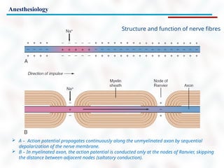 Anesthesiology
 A – Action potential propagates continuously along the unmyelinated axon by sequential
depolarization of the nerve membrane.
 B – In myelinated axon, the action potential is conducted only at the nodes of Ranvier, skipping
the distance between adjacent nodes (saltatory conduction).
Structure and function of nerve fibres
 