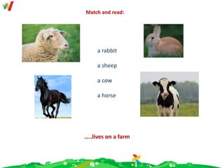 …..lives on a farm
Match and read:
a rabbit
a sheep
a cow
a horse
 